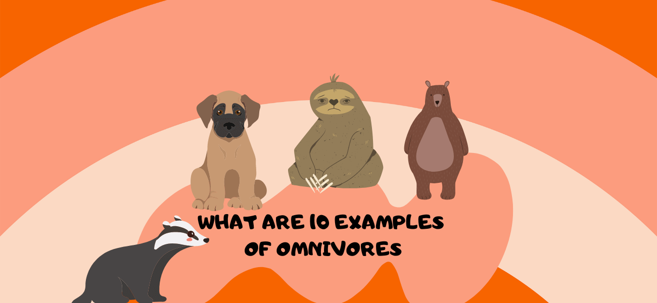 What are 10 Examples of Omnivores