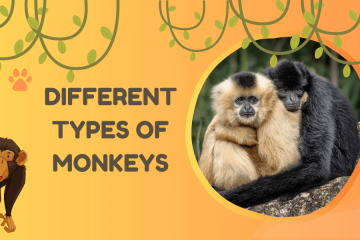 different types of monkeys explained