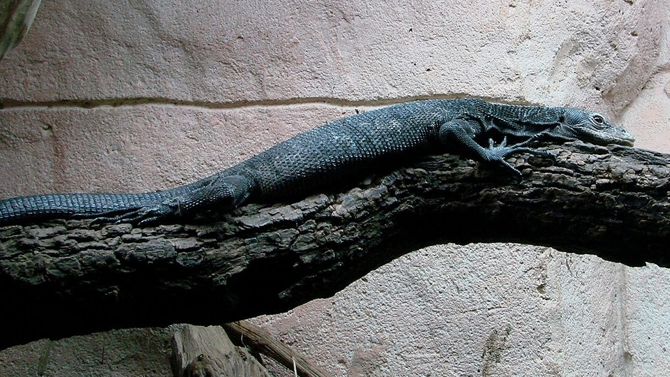 black tree monitor