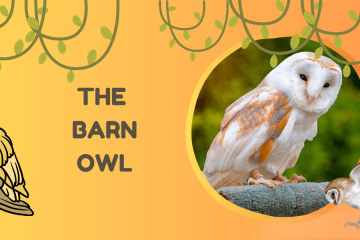 barn owl