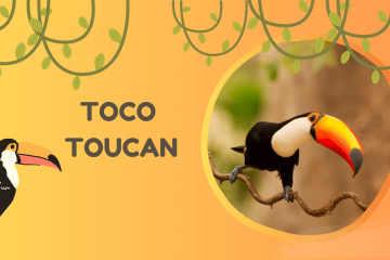 Toco Toucan