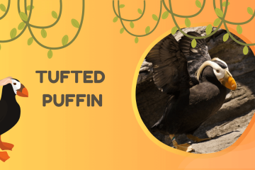 Tufted Puffin