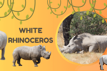 White Rhinoceros