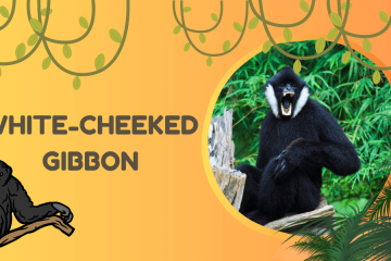 White-cheeked Gibbon