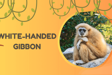 White-handed Gibbon