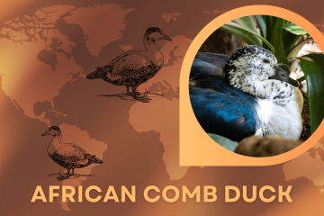 african comb duck