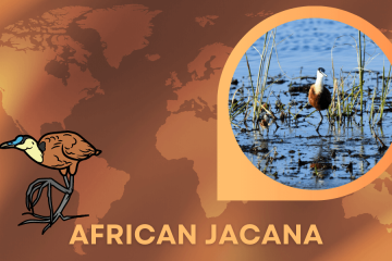 african jacana