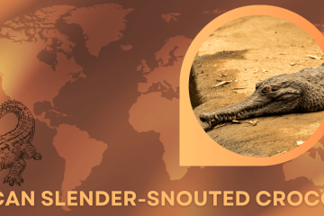 african slender-snouted crocodile