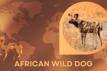 african wild dog