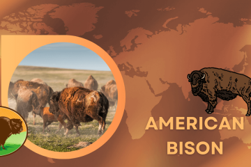 american bison