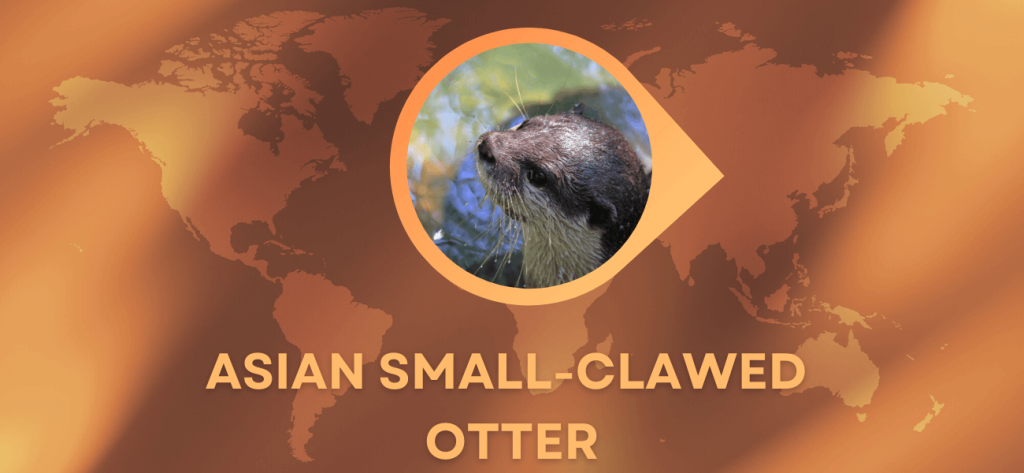 asian small-clawed otter