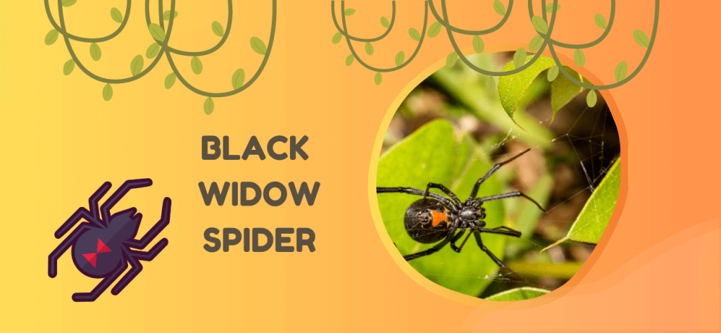 black widow spider