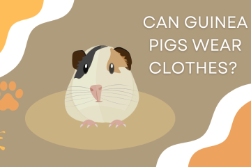 can guinea pigs wear clothes - why or why not