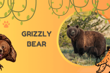 grizzly bear