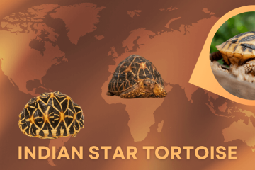 indian star tortoise