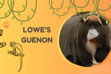 lowe's guenon