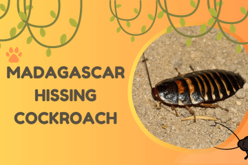 madagascar hissing cockroach