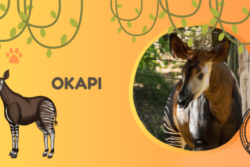 okapi