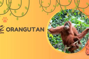 orangutan