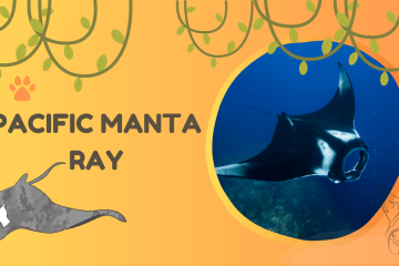 pacific manta ray