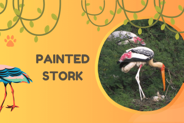 painted stork