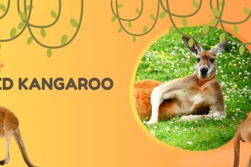 red kangaroo