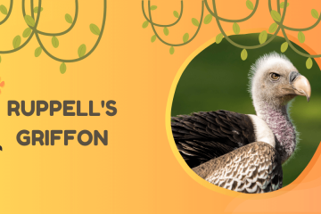 ruppell's griffon