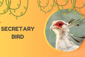 secretary bird