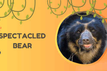 spectacled bear