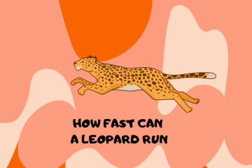 How Fast Can a Leopard Run