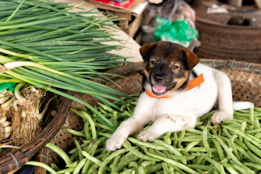 Are green beans healthy for your pet