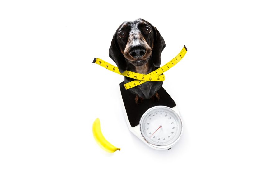 Can Dogs Eat Banana Treats Without Limits?
