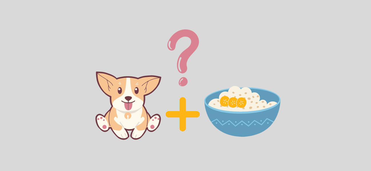 Can Dogs Eat Oatmeal and Oats? How to Make Oatmeal for Dogs?