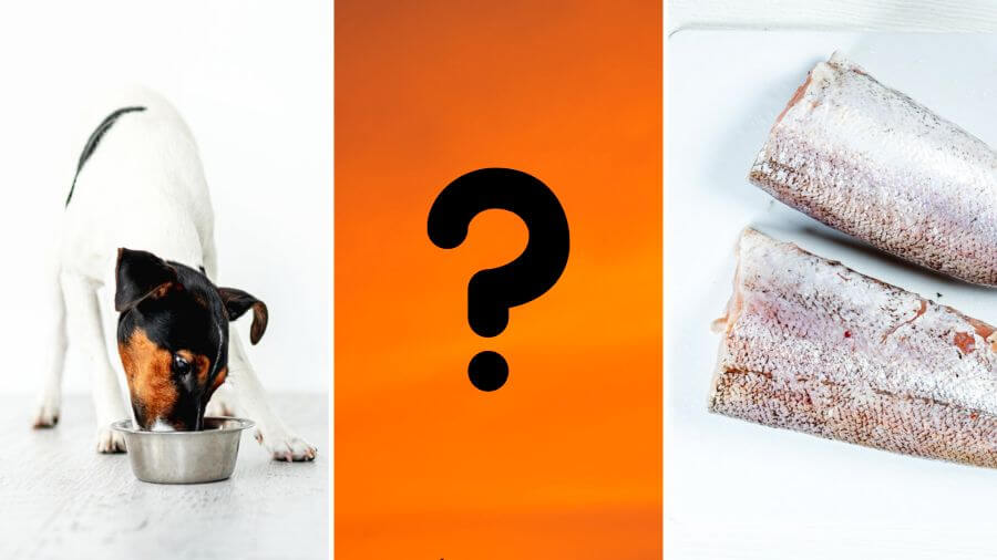 Can Dogs Eat Raw Fish?