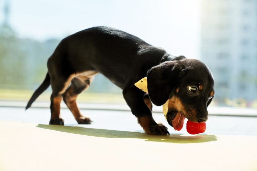 Can Dogs Eat Strawberry Leaves (Strawberry Tops)?