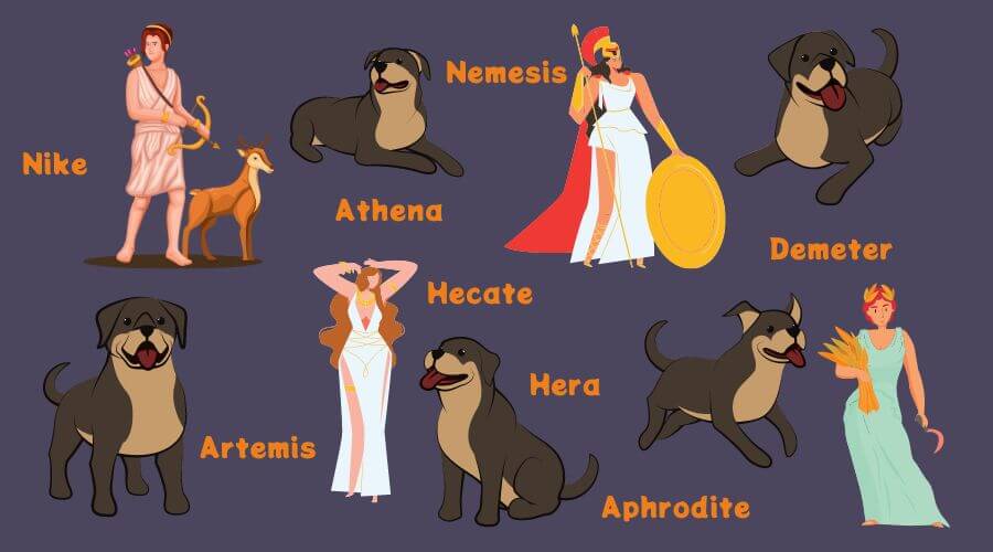 Greek Dog Names Inspired by Mythology, Culture, and Philosophy