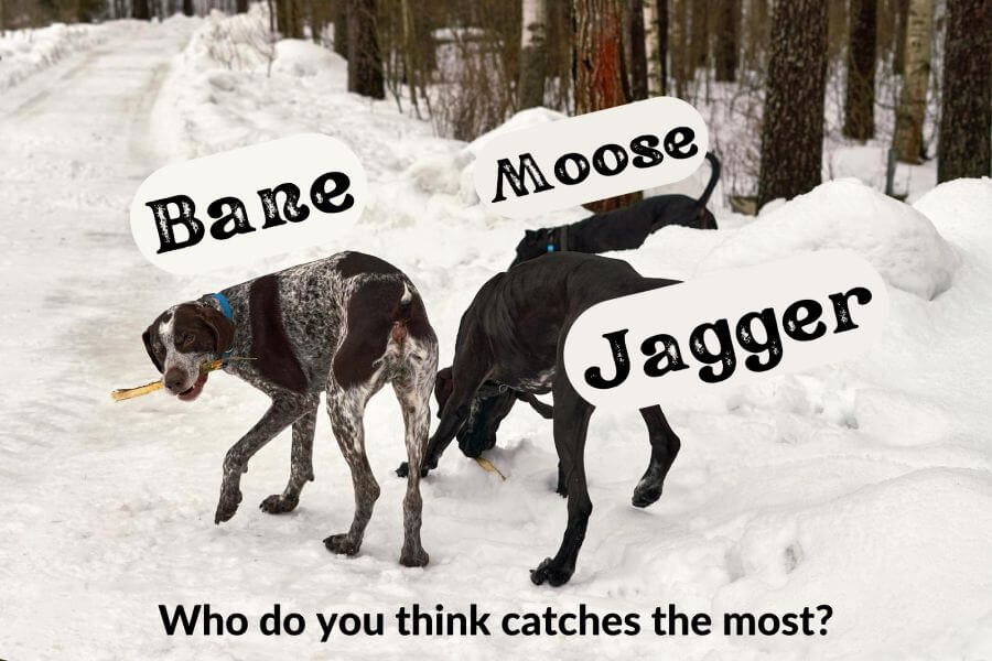 Male Hunting Dog Names 