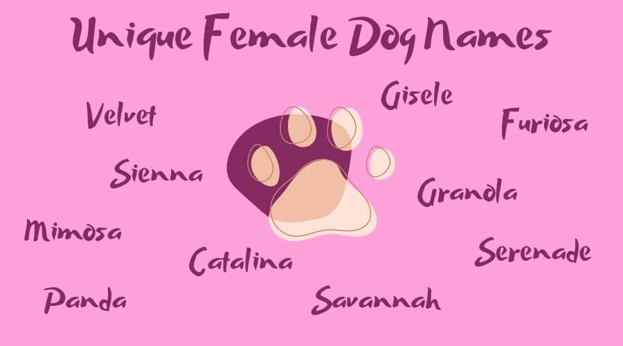 unique female dog names