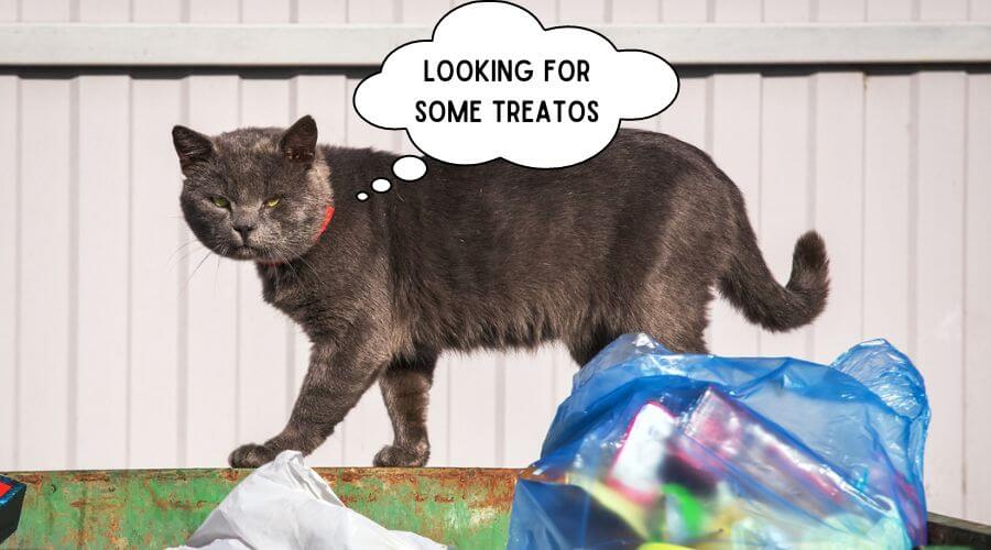 what are the treatments for a cat that has eaten plastic