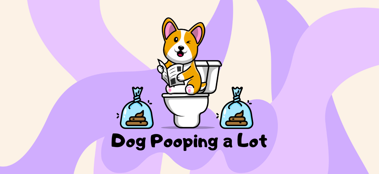 why-does-my-dog-poop-so-much-how-often-should-dogs-be-pooping