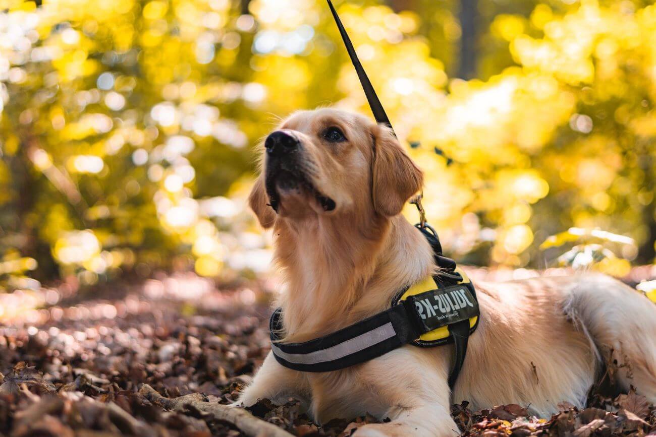 how-to-put-on-a-dog-harness-dog-training